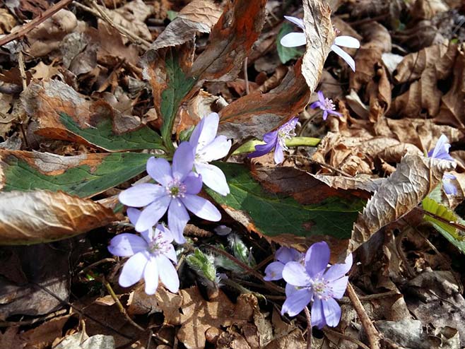 У четвртак топло и промјенљиво (ВИДЕО)