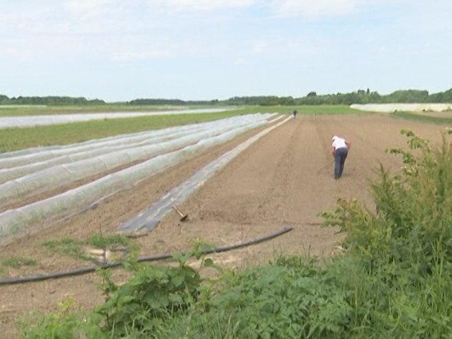 Пољопривреда - Фото: РТРС