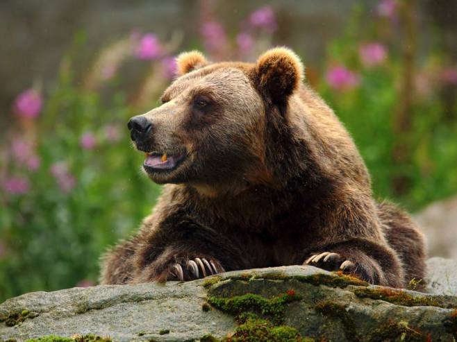 Медвјед (Фото: Уступљене фотографије) - 