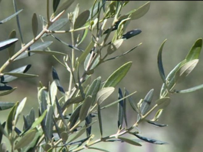 Успон херцеговачког маслиновог уља на свјетском тржишту: Златне медаље за златне капи! (ВИДЕО)