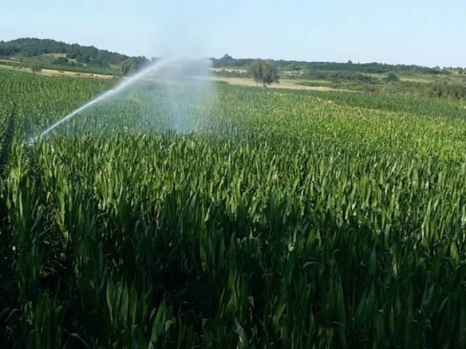 Кукуруз - Фото: РТРС