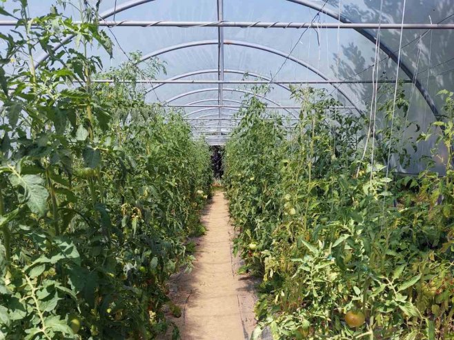 Пластеник - Фото: РТРС