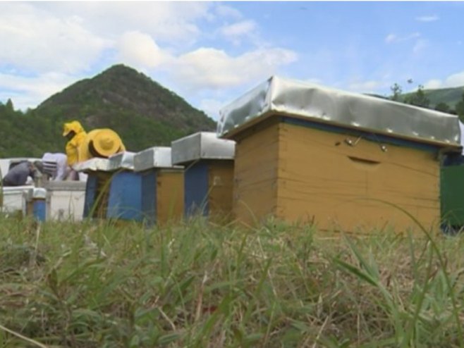 Пчеларство Пчеларство - Фото: РТРС