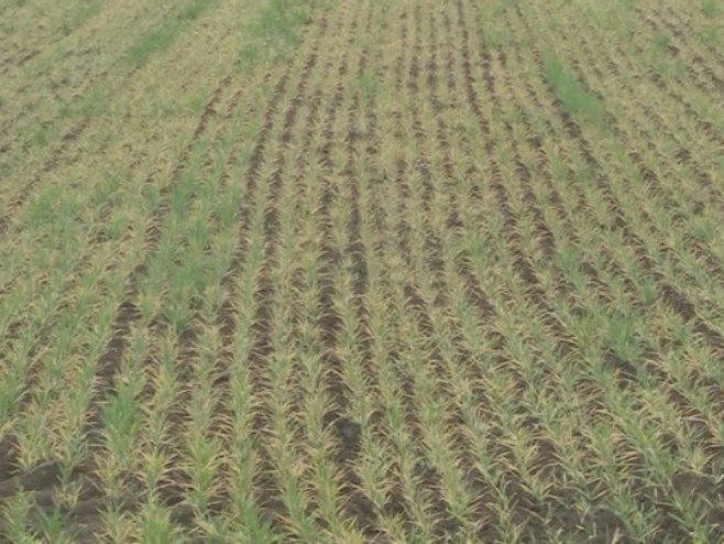 Угљевик: Исплаћено 283.000 марака подстицаја за пољопривреднике (ВИДЕО)