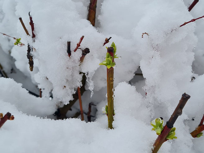 Снијег Снијег - Фото: РТРС