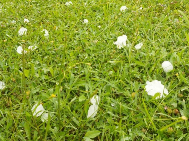 Невријеме у Хрватској: Падао лед, уништени воћњаци