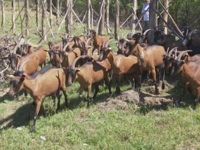 Козе - Фото: РТРС