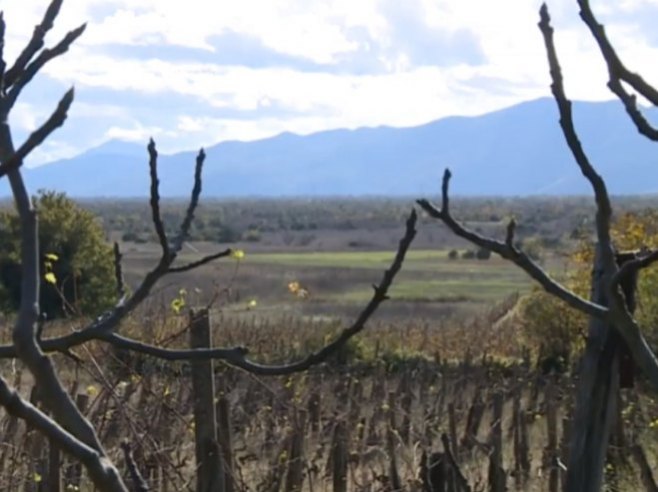 Виноградарство - Фото: РТРС