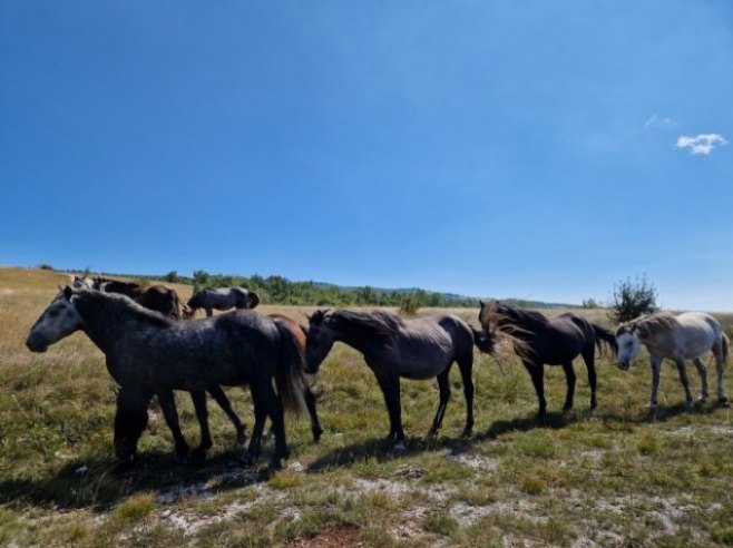 Дивљи коњи - Фото: РТРС