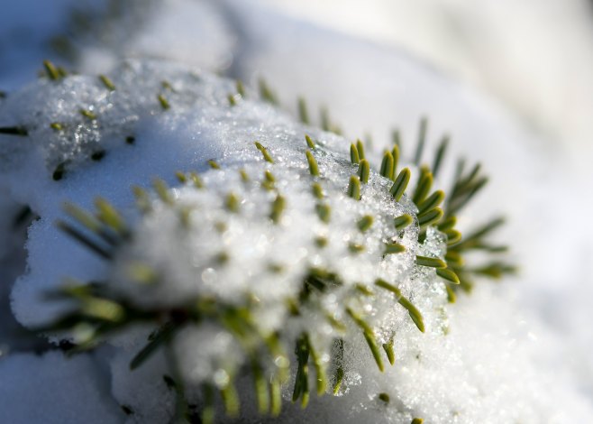 Снијег (Фото: TANJUG/NENAD MIHAJLOVIĆ/bs) - 