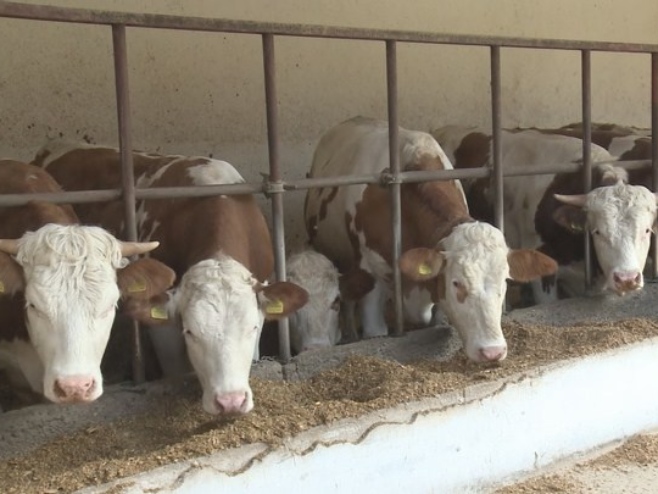 Краве - Фото: РТРС