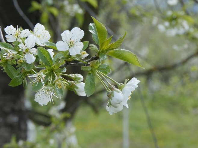 Прољеће (Фото: TANJUG/ BRANKO LUKIĆ / nr) - 