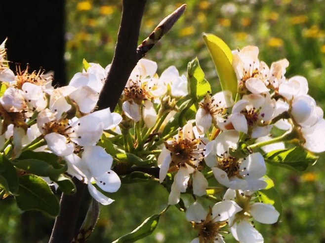 Процвјетала воћка Процвјетала воћка - Фото: РТРС
