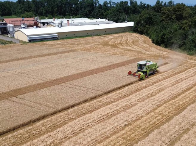 Жетва пшенице - Фото: СРНА