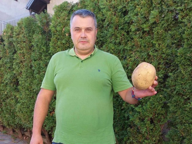 Гламочки кромпир ове године родио изузетно - пољопривредници презадовољни (ФОТО)
