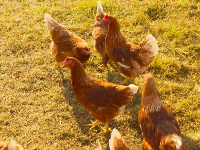 Кокоши - Фото: РТРС