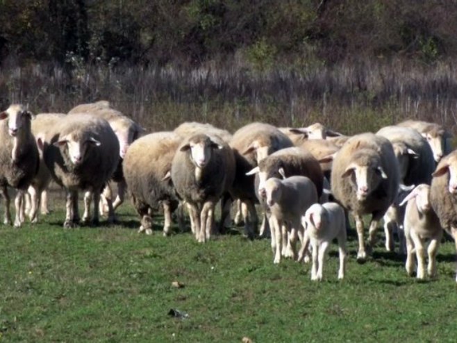 Овце - Фото: РТРС