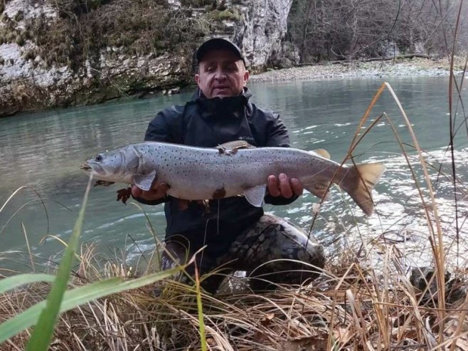 Фоча: Оборен рекорд по броју и величини уловљених младица Фоча: Оборен рекорд по броју и величини уловљених младица - Фото: СРНА