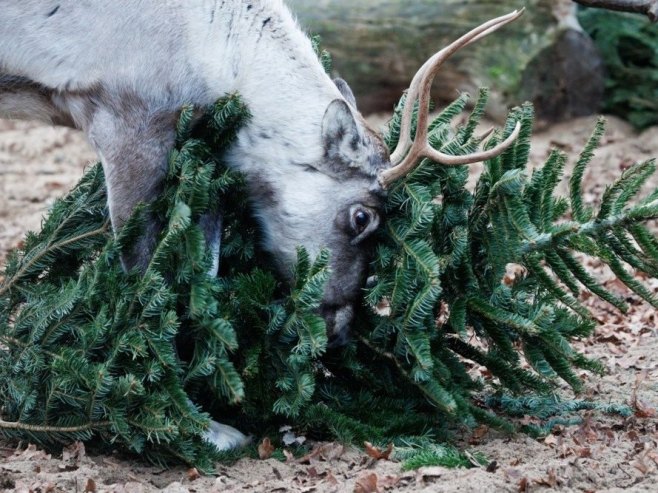 Ирвас (фото: EPA/CLEMENS BILAN) - 
