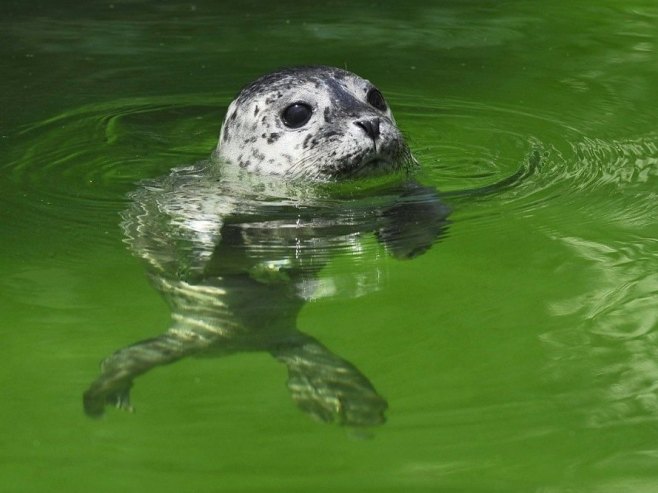 Фока (Фото: EPA/ZSOLT CZEGLEDI HUNGARY OUT/илустрација) Фока (Фото: EPA/ZSOLT CZEGLEDI HUNGARY OUT/илустрација) -