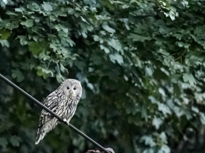 Уралска сова (Фото: EPA/PETER KOMKA HUNGARY OUT) - 