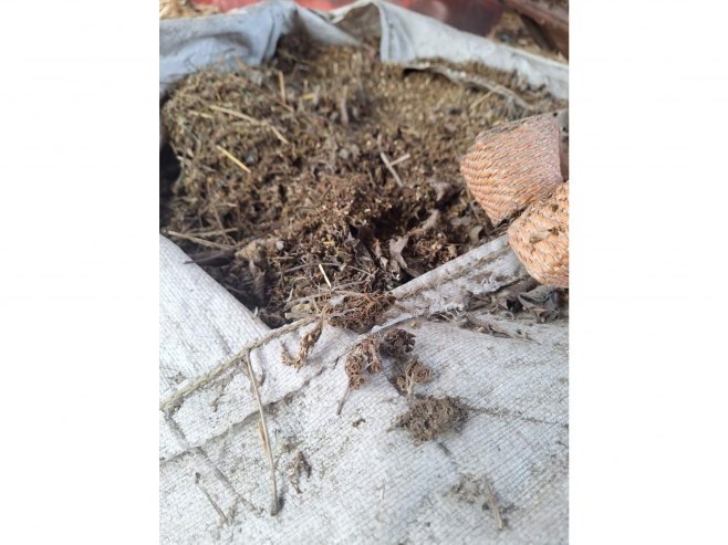 Приликом претреса у Бијељини пронађена већа количина марихуане (ФОТО)