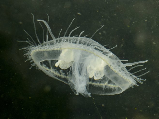 Медуза (Фото: EPA/PETER KOMKA HUNGARY OUT) - 