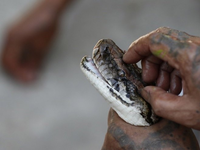 Питон, илустрација (Фото: EPA/LYNN BO BO) - 