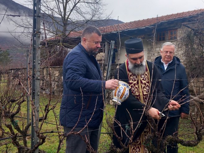 Резидба винове лозе на Ушћу код Требиња - Фото: СРНА