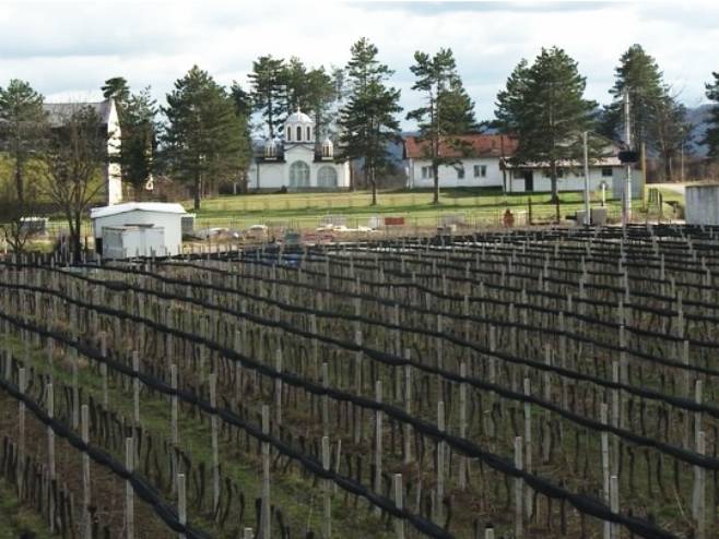 Виноград на обронцима Мајевице - Фото: РТРС