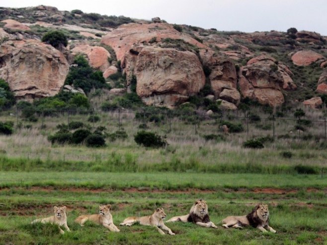 Лавови у Јужној Африци (фото: EPA/JON HRUSA) - 