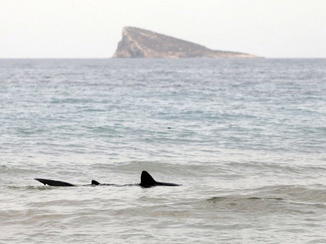 Ајкула (Фото: EPA/Manuel Lorenzo) Ајкула (Фото: EPA/Manuel Lorenzo) -