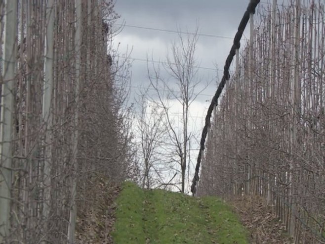 Резидба воћа - Фото: РТРС