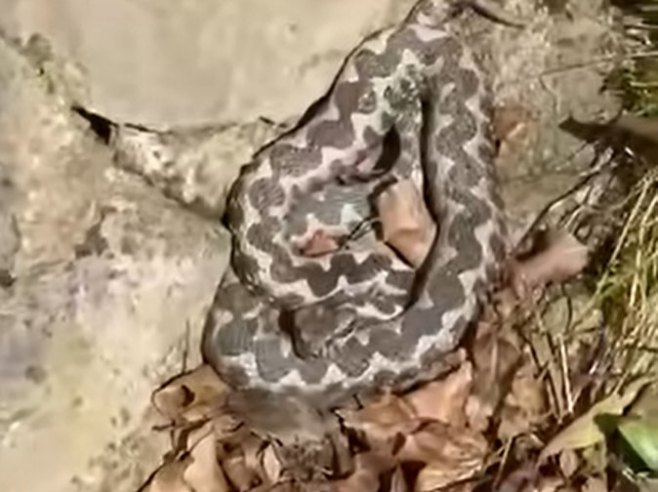 Змија поскок (фото: screenshot - facebook.com/BanjalukaCom) - 