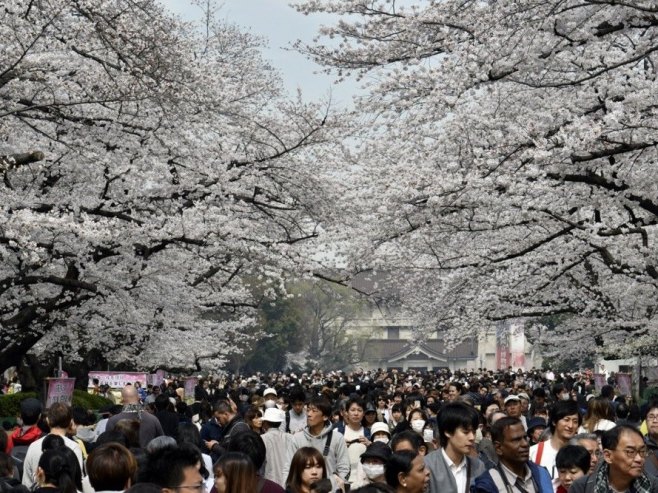 Цвјетање трешње у Јапану (Фото:  EPA/FRANCK ROBICHON) - 