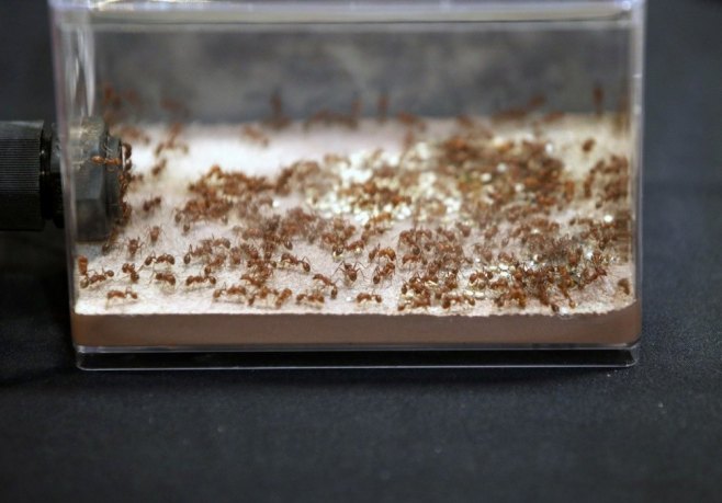 Мрави (фото: EPA/RUNGROJ YONGRIT) - 