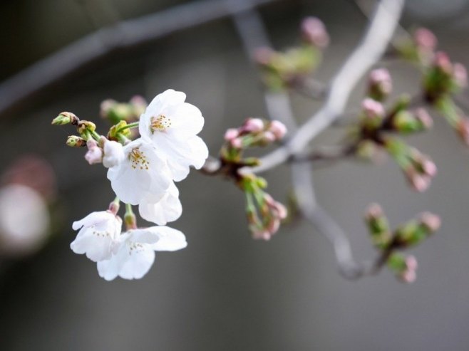 Цвјетање трешње у Јапану (Фото: EPA/JIJI PRESS JAPAN OUT EDITORIAL USE ONLY EDITORIAL USE ONLY, илустрација) - 