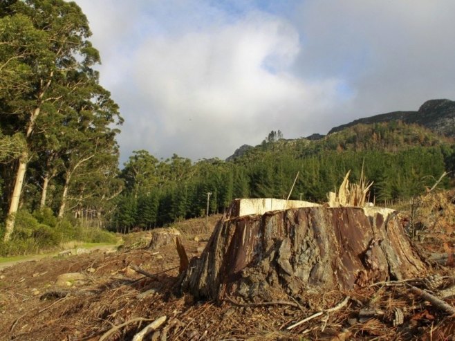 Шума (Фото: EPA/NIC BOTHMA/илустрација) - 