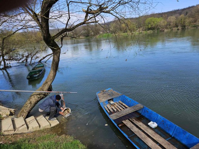 Костајница - порибљавање - Фото: СРНА