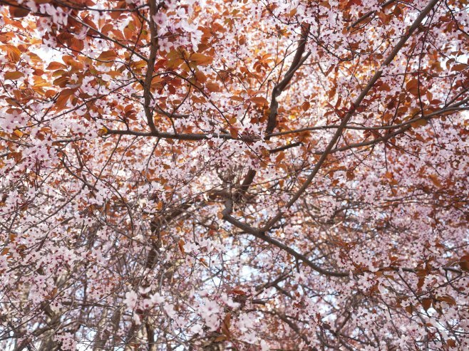 Прољеће (Фото: ТANJUG/ MILOŠ MILIVOJEVIĆ/ nr) - 