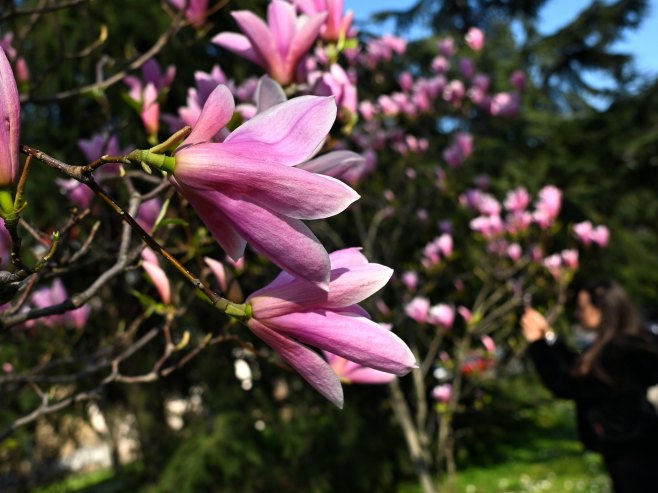Прољеће (фото: TANJUG/ ANA PAUNKOVIĆ/ nr) - 