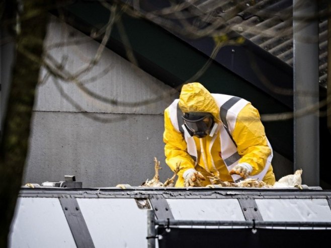 Птичији грип (фото: EPA/ROB ENGELAAR - илустрација) - 