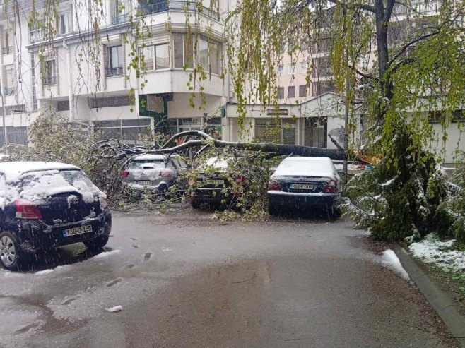 Пало дрво у Бањалуци - Фото: РТРС