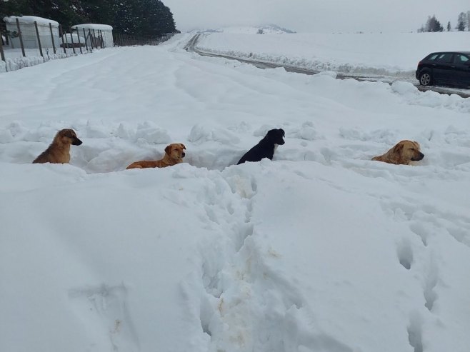Пси у азилу на Мањачи - Фото: Уступљена фотографија