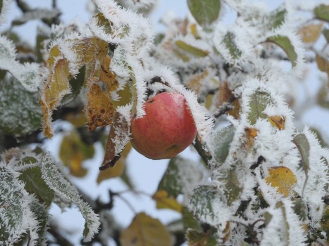 Воће (Фото: EPA/MARIJAN MURAT/илустрација) - 