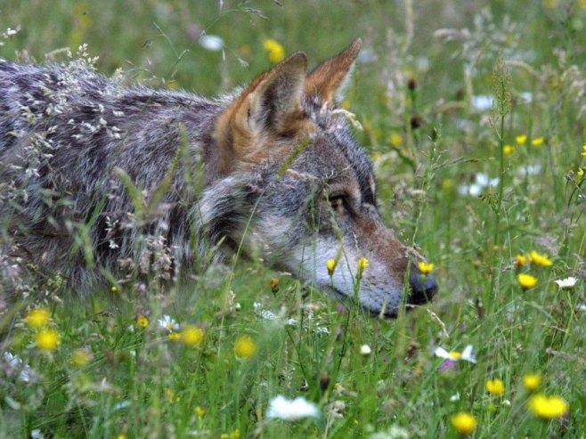 Вук (Фото: EPA PHOTO/ ROBERT GHEMENT/илустрација) - 