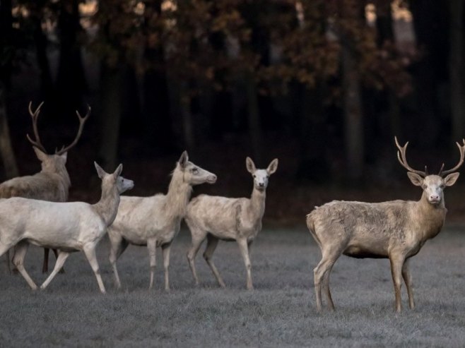 Срне (фото: EPA/MARTIN DIVISEK - илустрација) - 