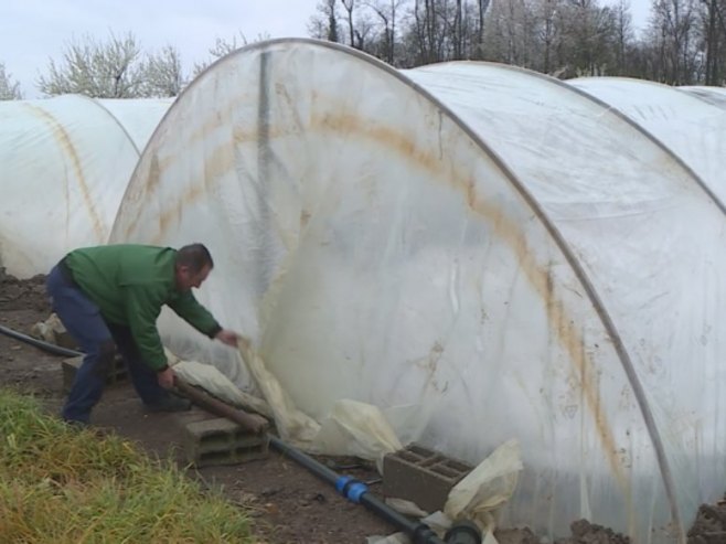 Вишедневне падавине и ниске температуре, задале невоље пољопривредницима (ВИДЕО)