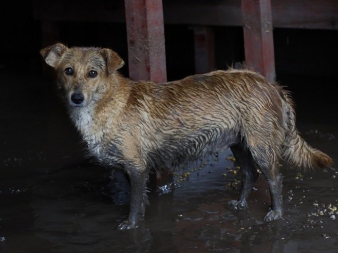 Пас (Фото: EPA/ROBERT GHEMENT/илустрација) Пас (Фото: EPA/ROBERT GHEMENT/илустрација) -