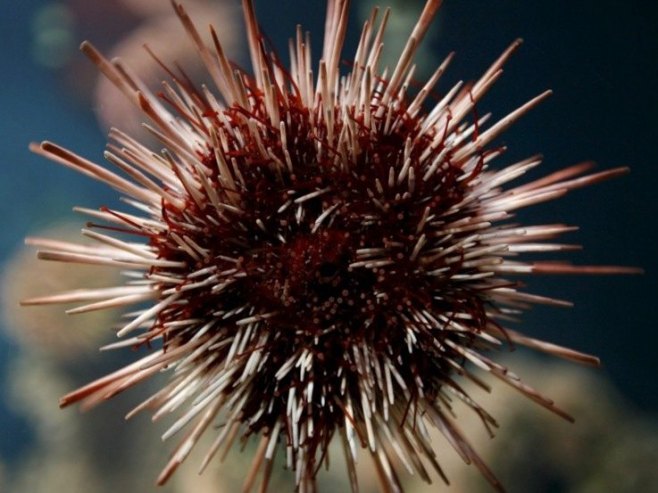 Морски јеж (Фото: EPA/GEORGIOS KEFALAS/илустрација) - 